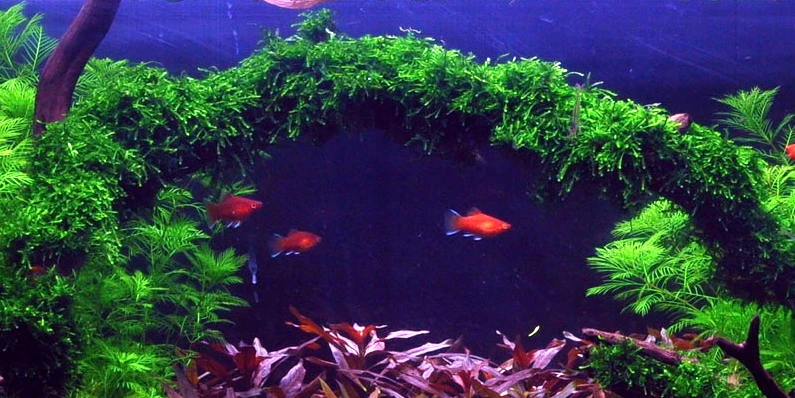 1-2-GROW! Trauermoos / Vesicularia Ferriei 'Weeping' Von TROPICA, Moos 1 1-2-GROW! Trauermoos / Vesicularia Ferriei 'Weeping' Von TROPICA, Moos