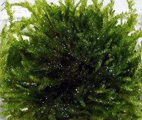 In-Vitro Trauermoos / Vesicularia Ferriei 'Weeping', Moos 2 In-Vitro Trauermoos / Vesicularia Ferriei 'Weeping', Moos – Bild 2