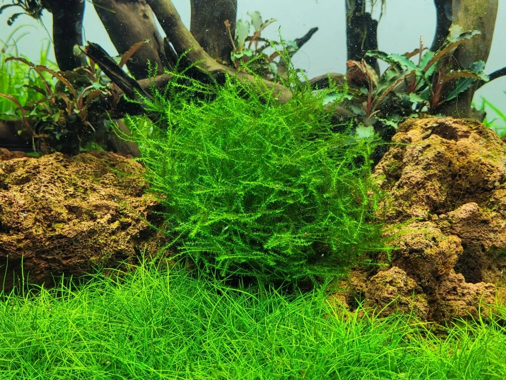1-2-GROW! Ufermoos / Leptodictyum Riparium Von TROPICA 1 1-2-GROW! Ufermoos / Leptodictyum Riparium Von TROPICA
