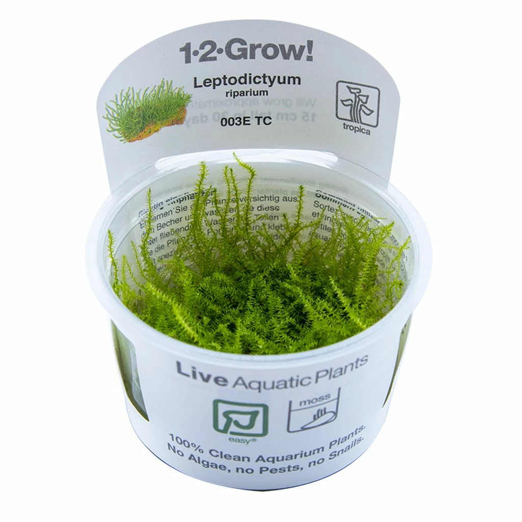1-2-GROW! Ufermoos / Leptodictyum Riparium Von TROPICA 2 1-2-GROW! Ufermoos / Leptodictyum Riparium Von TROPICA – Bild 2