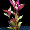 XL In-Vitro Burgunderrotes Papageienblatt / Alternanthera PURPLE Im XL-Cup