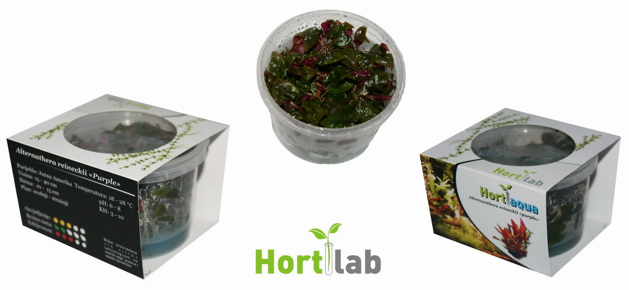 XL In-Vitro Burgunderrotes Papageienblatt / Alternanthera PURPLE Im XL-Cup 2 XL In-Vitro Burgunderrotes Papageienblatt / Alternanthera PURPLE Im XL-Cup – Bild 2