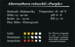 XL In-Vitro Burgunderrotes Papageienblatt / Alternanthera PURPLE Im XL-Cup 6 XL In-Vitro Burgunderrotes Papageienblatt / Alternanthera PURPLE Im XL-Cup -DENNERLE shop 006HB 1 5