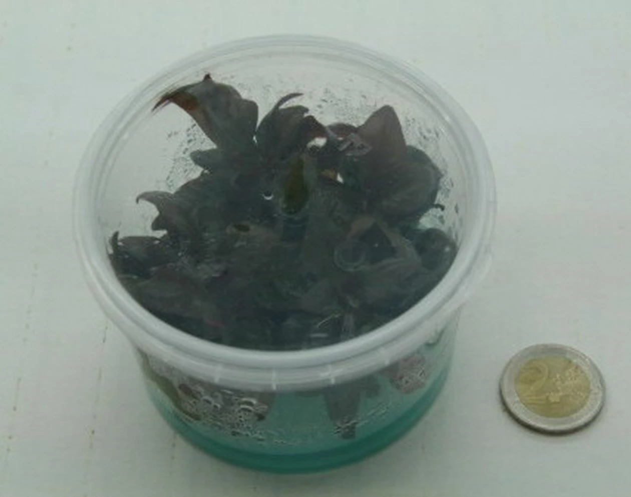 XL In-Vitro Burgunderrotes Papageienblatt / Alternanthera PURPLE Im XL-Cup 4 XL In-Vitro Burgunderrotes Papageienblatt / Alternanthera PURPLE Im XL-Cup – Bild 4