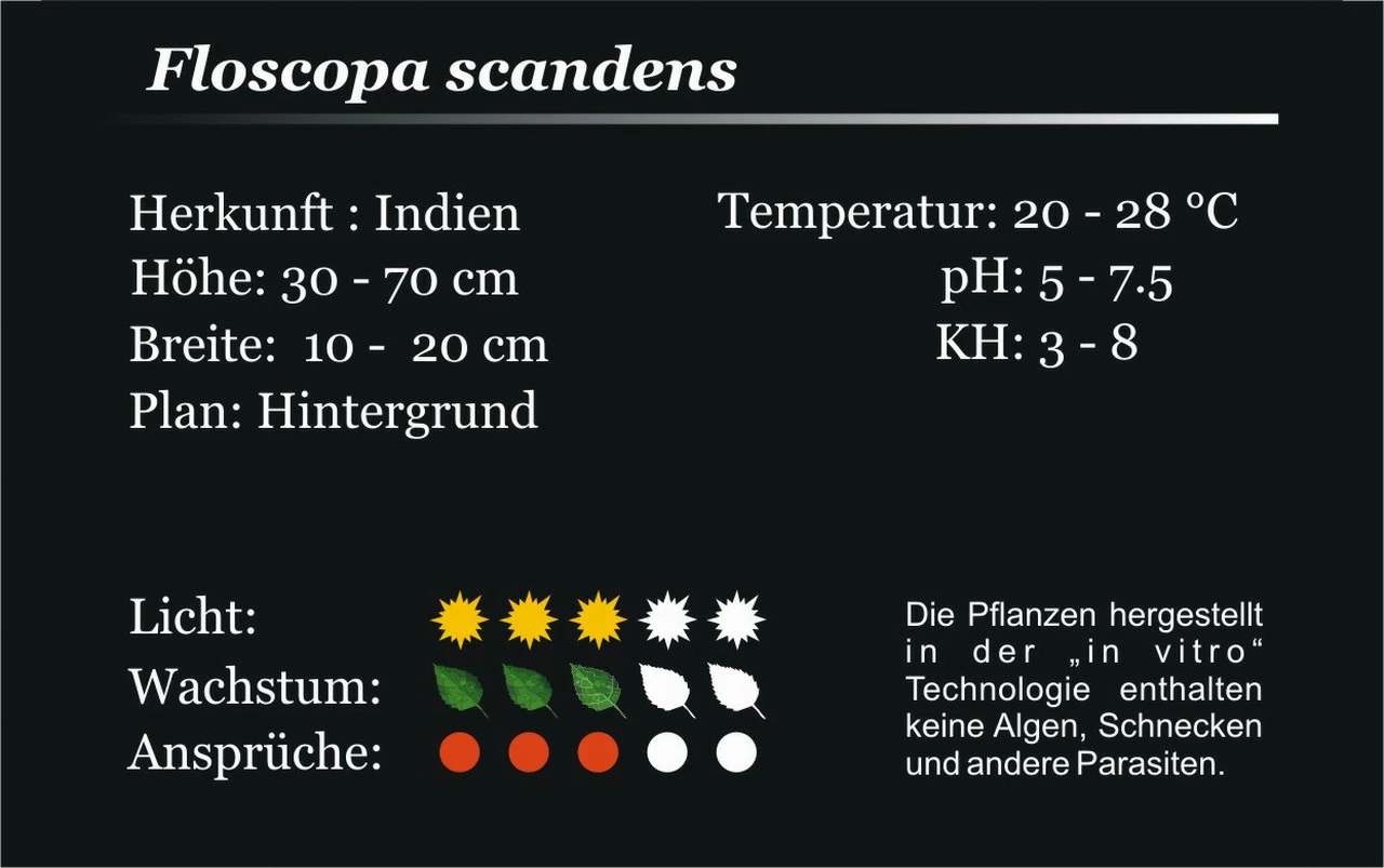 XL In-Vitro Mini Bamboo / Floscopa Scadens Im XL-Cup 2 XL In-Vitro Mini Bamboo / Floscopa Scadens Im XL-Cup – Bild 2