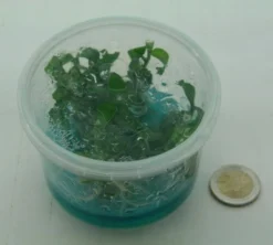 XL In-Vitro Mini Bamboo / Floscopa Scadens Im XL-Cup 5 XL In-Vitro Mini Bamboo / Floscopa Scadens Im XL-Cup -DENNERLE shop 008HB 1 6