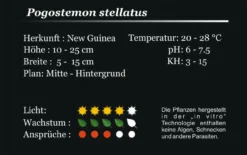 XL In-Vitro Quirlblättrige Sternpflanze / Pogostemon Stellatus (Eusteralis Stellata) Im XL-Cup -DENNERLE shop 010HB 1 8