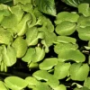 1-2-GROW! Kleinohriger Schwimmfarn / Salvinia Auriculata Von TROPICA
