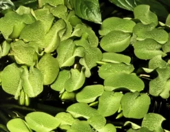 1-2-GROW! Kleinohriger Schwimmfarn / Salvinia Auriculata Von TROPICA