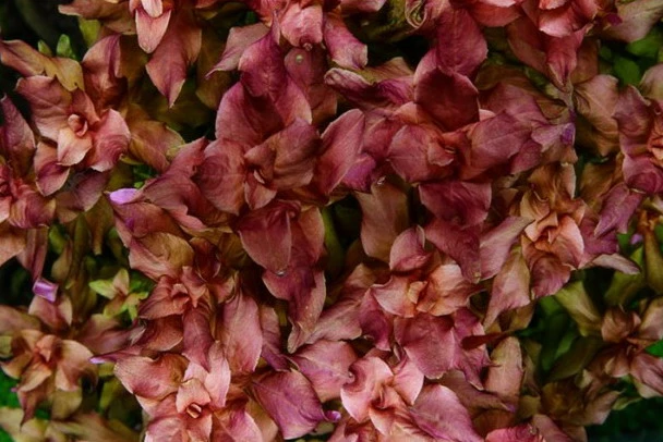 1-2-GROW! Japanischer Rotweiderich / Rotala Macrandra 'Japan' Von TROPICA 1 1-2-GROW! Japanischer Rotweiderich / Rotala Macrandra 'Japan' Von TROPICA