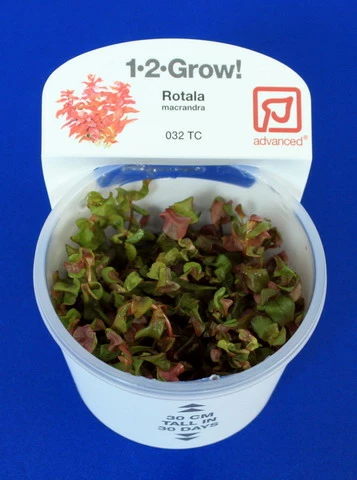 1-2-GROW! Japanischer Rotweiderich / Rotala Macrandra 'Japan' Von TROPICA 2 1-2-GROW! Japanischer Rotweiderich / Rotala Macrandra 'Japan' Von TROPICA – Bild 2