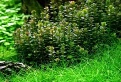 1-2-GROW! Bonsai Rotala / Rotala 'Bonsai' Von TROPICA