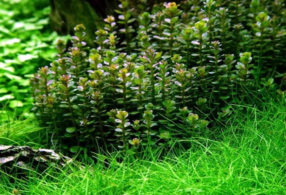 1-2-GROW! Bonsai Rotala / Rotala 'Bonsai' Von TROPICA 1 1-2-GROW! Bonsai Rotala / Rotala 'Bonsai' Von TROPICA