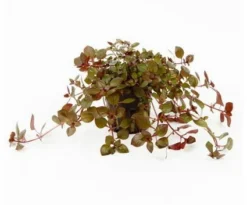 Kleine Tiefrote Ludwigie / Ludwigia Sp. Super Red - Super Rot 5 Kleine Tiefrote Ludwigie / Ludwigia Sp. Super Red - Super Rot -DENNERLE shop 035B T 1 4
