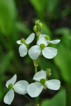 Rundblättriger Froschlöffel, Weiß / Alisma Parviflora Im 9x9 Cm Topf