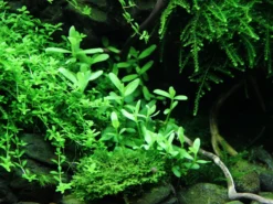 Kleines Kompaktes Fettblatt / Bacopa 'Compact' -DENNERLE shop 044A T 1 4