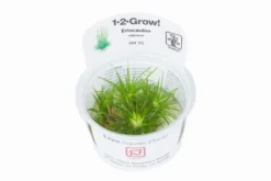1-2-GROW! Eriocaulon Vietnam *TOP Rarität* -DENNERLE shop 091TC T 1 3 1