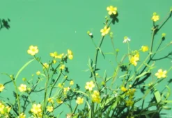 Brennender Hahnenfuß, Gelb / Ranunculus Flammula Im 9x9 Cm Topf