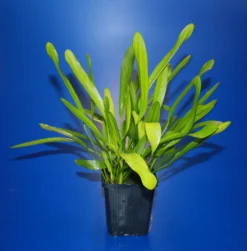 MUTTERPFLANZE Horemanis Schwertpflanze Grün / Echinodorus Horemanii Grün