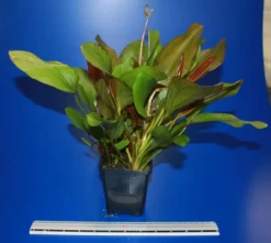 MUTTERPFLANZE Kleine Rote Schwertpflanze / Echinodorus Reni -DENNERLE shop 10018BL 1 4