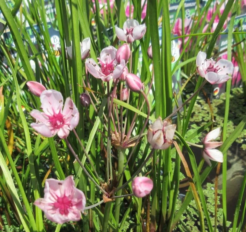 Schwanenblume - Blumenbinse / Butomus Umballatus Im 9x9 Cm Topf 2 Schwanenblume - Blumenbinse / Butomus Umballatus Im 9x9 Cm Topf – Bild 2