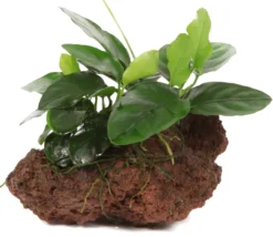 Kleiner Lavastein Mit Zwergspeerblatt / Anubias Nana Auf Lavastein - Gr. S