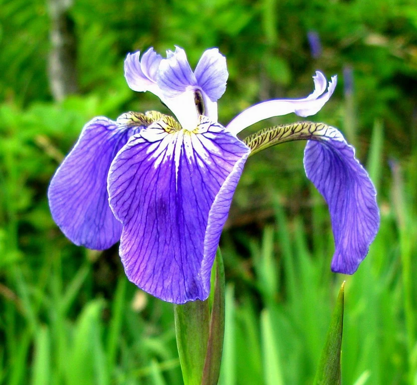 Alaska-Sumpfschwertlilie / Iris Setosa Im 9x9 Cm Topf 1 Alaska-Sumpfschwertlilie / Iris Setosa Im 9x9 Cm Topf