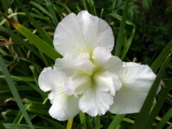 Schneekönigin Sumpfschwertlilie / Iris Sibirica Snowqueen Im 9x9 Cm Topf