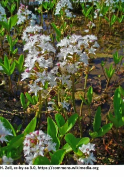 Fieberklee Oder Bitterklee / Menyanthes Trifiolata - Trifoliata Im 9x9 Cm Topf
