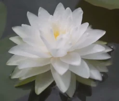 Gefüllte Weiße Seerose / Nymphaea "Perry's Double White" *Rarität*