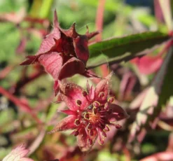 Sumpf-Blutauge, Fingerkraut / Potentilla Palustris Im 9x9 Cm Topf