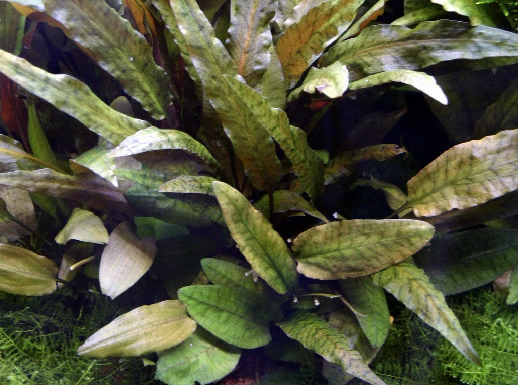 MUTTERPFLANZE Cryptocoryne Wendtii TROPICA 1 MUTTERPFLANZE Cryptocoryne Wendtii TROPICA