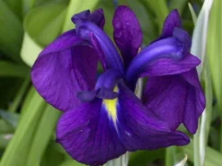 Gestreifte Glatte Sumpfschwertlilie / Iris Leavigata Variegata Im 9x9 Cm Topf