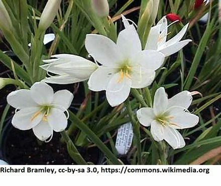 Weiße Sumpfgladiole / Schizostyle Coccinea Alba Im 9x9 Cm Topf *** Rarität 1 Weiße Sumpfgladiole / Schizostyle Coccinea Alba Im 9x9 Cm Topf *** Rarität