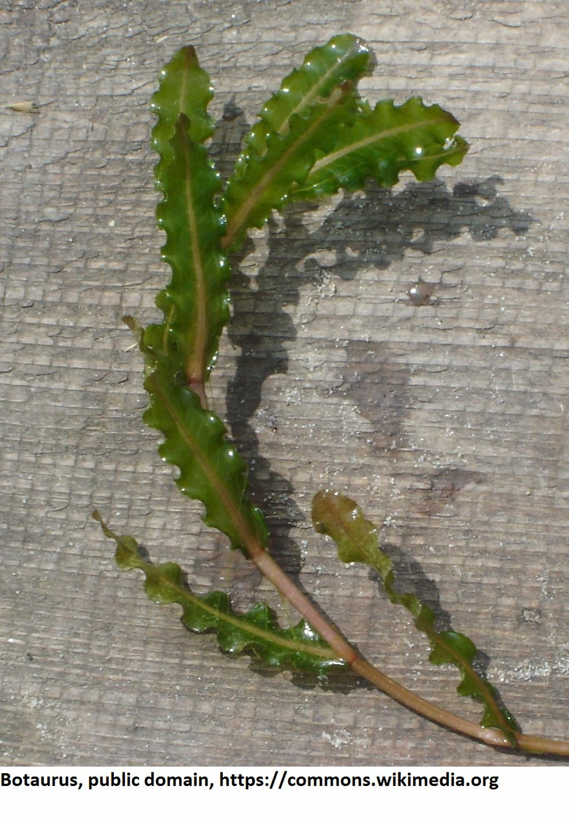Krauses Laichkraut / Potamogeton Crispus Im 9x9 Cm Topf 1 Krauses Laichkraut / Potamogeton Crispus Im 9x9 Cm Topf