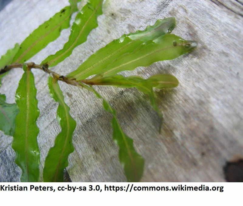 Krauses Laichkraut / Potamogeton Crispus Im 9x9 Cm Topf 2 Krauses Laichkraut / Potamogeton Crispus Im 9x9 Cm Topf – Bild 2