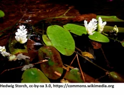 Afrikanische Wasserähre / Aponogeton Distachyos Im 9x9 Cm Topf -DENNERLE shop 1225AA 1 4 scaled
