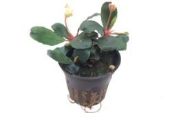 NEUHEIT Bucephalandra Sp. 'Red' Im Topf ***RARITÄT*** -DENNERLE shop 139A T 1 6