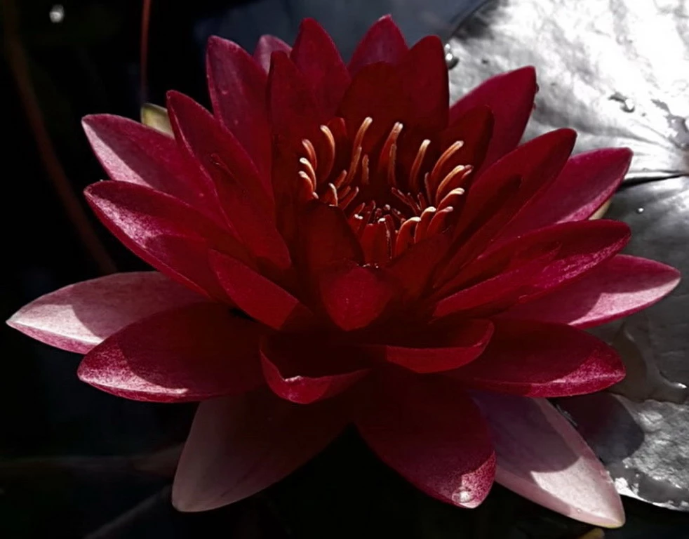 Dunkel Kirschrote Seerose / Nymphaea "Perry's Almost Black" *TOP-Rarität* 1 Dunkel Kirschrote Seerose / Nymphaea "Perry's Almost Black" *TOP-Rarität*