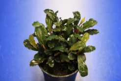 Rote Mini Bucephalandra Sp. 'Lamandau Mini Red' ***RARITÄT***