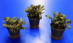 Rote Mini Bucephalandra Sp. 'Lamandau Mini Red' ***RARITÄT*** -DENNERLE shop 1517BL 1 4