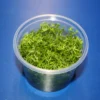 In-Vitro Nanjenshan-Rotala / Rotala Sp. 'Nanjenshan'