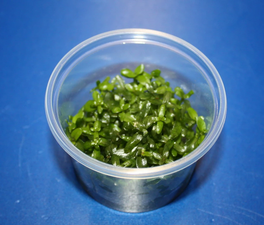 In-Vitro Grossblättriges Fettblatt / Bacopa Caroliniana 1 In-Vitro Grossblättriges Fettblatt / Bacopa Caroliniana