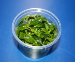 In-Vitro Staurogyne Spec. 'Porto Velho'