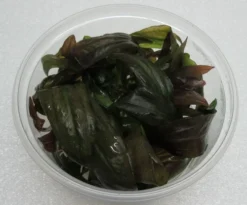 XL In-Vitro Rubinrote Schwertpflanze / Echinodorus 'Rubin'