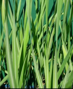 Gestreifter Rohrkolben / Typha Latifolia Variegata Im 9x9 Cm Topf