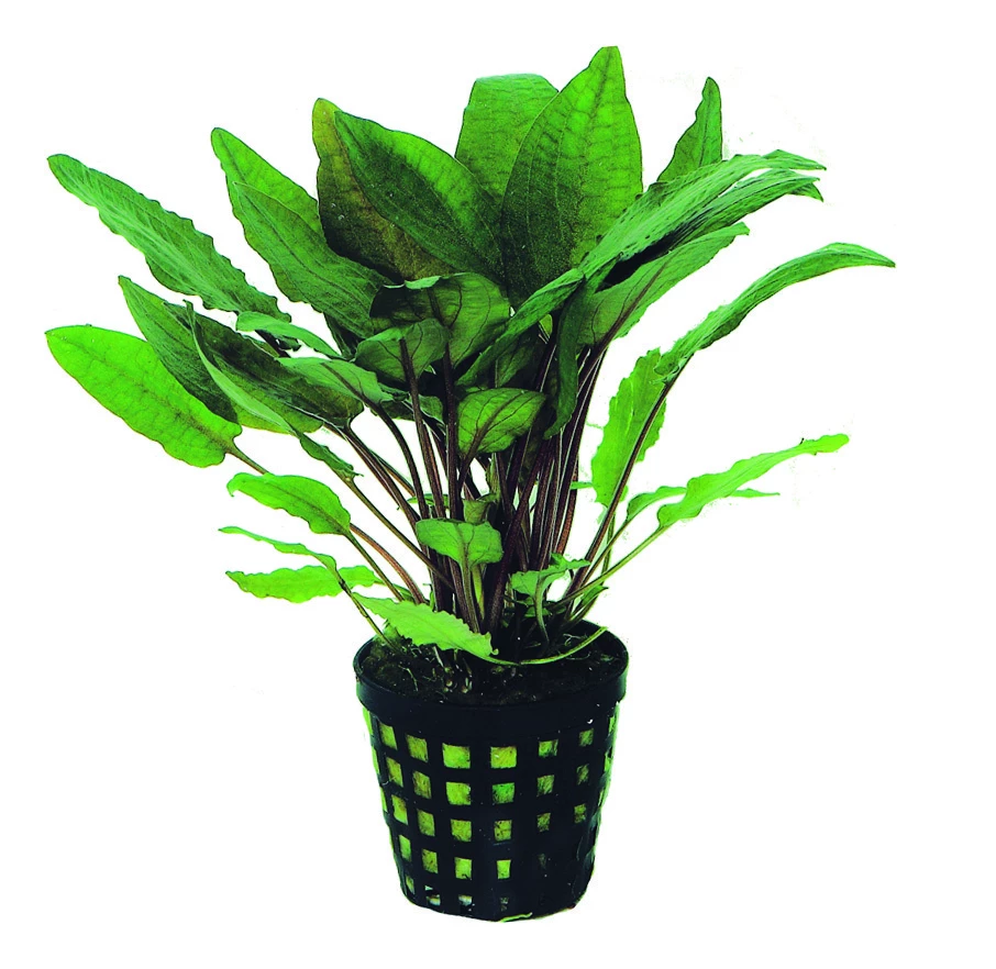 Gehämmerter Wasserkelch / Cryptocoryne Bullosa 1 Gehämmerter Wasserkelch / Cryptocoryne Bullosa