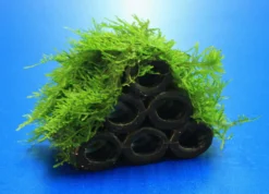 Garnelen Turm Mit Javamoos / Vesicularia Dubyana Bewachsen, Moos