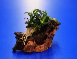 Pangolin-Speerblatt Auf Eisenholz / Anubias Barteri Var. Nana 'Pangolino' Auf Mopani-Wurzel