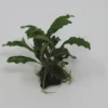 Bucephalandra Spec. Auf Nussschale